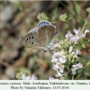 polyommatus cyaneus nusnus male